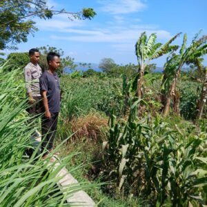 Polsek Pekat Laksanakan Pemantauan Lahan Jagung Warga Binaan di Desa Calabai