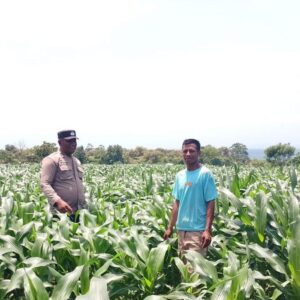 BHABINKAMTIBMAS DESA SORITATANGA PANTAU LAHAN JAGUNG WARGA DUKUNG KETAHANAN PANGAN NASIONAL
