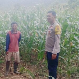 Bhabinkamtibmas Polsek Pajo Pantau Lahan Jagung Warga Dukung Program Ketahanan Pangan Nasional