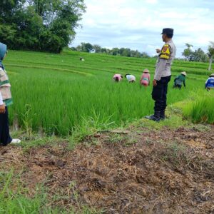 ‎Bhabinkamtibmas Desa Bunut Baok Dampingi Petani, Dukung Ketahanan Pangan Nasional.