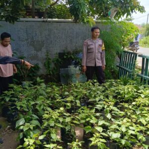 Polri dan Warga Lombok Barat Sulap Lahan Sempit Jadi Lumbung Pangan
