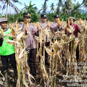 Kapolsek Suralaga Hadiri Panen Raya Jagung di Kerongkong, Dukung Ketahanan Pangan Nasional