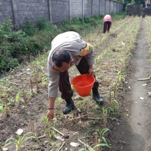 Bhabinkamtibmas Dampingi Petani Jagung di Bagik Polak Barat