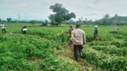 Sinergi Bhabinkamtibmas dan Petani Jagung di Desa Taman Ayu