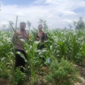 Bhabinkamtibmas Desa Beleka Monitor Lahan Pertanian di Gerung Pastikan Produktivitas