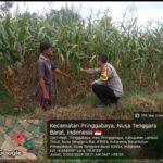 Bhabinkamtibmas Desa Pringgabaya Cek Lahan Jagung Warga di Subak Pade Girang II