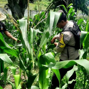 Polsek Kawasan Mandalika Dampingi Petani Jagung Dukung Ketahanan Pangan Nasional