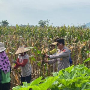 Dukung Ketahanan Pangan Nasional, Waka Polres Dompu Dampingi Panen Jagung Warga Desa Mumbu