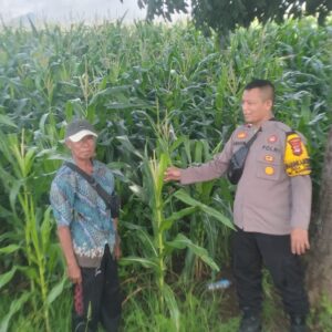 Polsek Manggelewa Pantau Lahan Jagung Warga Dukung Program Ketahanan Pangan Nasional
