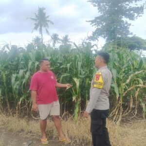 habinkamtibmas Polsek Pekat Pantau Lahan Jagung Warga, Dukung Program Ketahanan Pangan Nasional