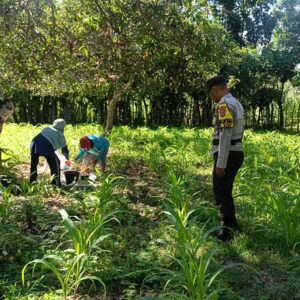 Wujudkan Kedaulatan Pangan, Personel Polsek Buer Dampingi Petani Jagung di Desa Tarusa