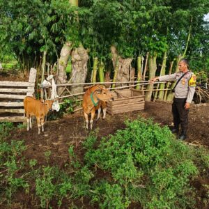 Polsek Empang Amankan Terduga Pelaku Pencurian Satu Ekor Sapi di Desa Bantu Lanteh