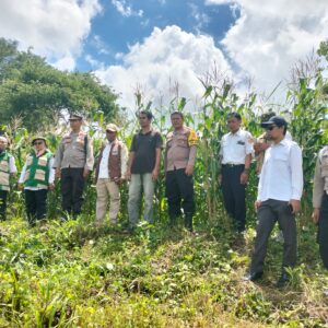Kapolsek Janapria Turun Langsung Cek Lahan Jagung, Dukung Ketahanan Pangan Program Asta Cita