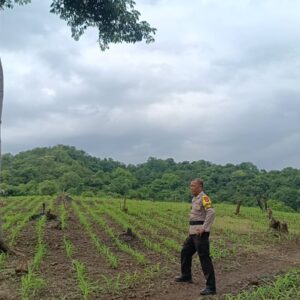 Perkuat Ketahanan Pangan Nasional, Bhabinkamtibmas Desa Tarusa Pantau Pertumbuhan Jagung