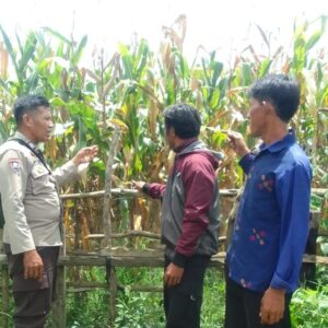 Bhabinkamtibmas Polsek Kilo Pantau Lahan Jagung Warga di Desa Taropo Dukung Program Ketahanan Pangan Nasional