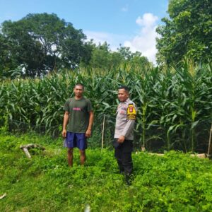 Bhabinkamtibmas Desa Kampasi Meci Pantau Lahan Jagung Warga, Dukung Ketahanan Pangan Nasional