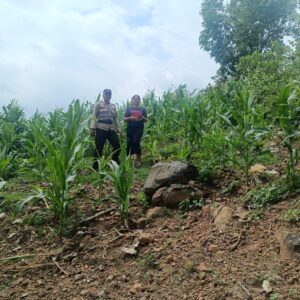 Wujudkan Ketahanan Pangan Nasional, Bhabinkamtibmas Desa Tarusa Sambangi dan Beri Motivasi Petani Jagung