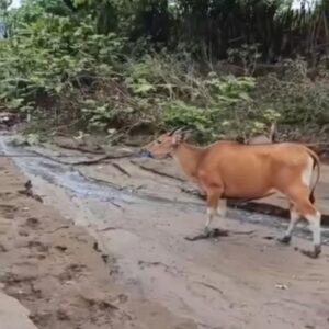 Respon Cepat Polsek Hu’u Amankan Terduga Pelaku Pencurian Ternak dari Amukan Massa