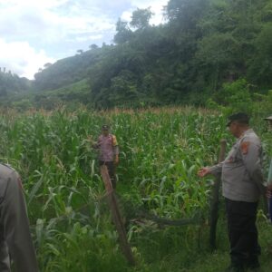 Bhabinkamtibmas Polres Bima Kota Laksanakan Pendampingan dan Pemantauan Tanaman Jagung Warga Binaan