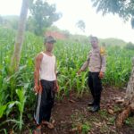 Bhabinkamtibmas Desa Woko Pantau Lahan Jagung Warga, Dukung Ketahanan Pangan Nasional Menuju Indonesia Emas