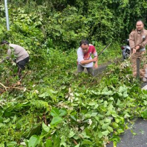 Respon Cepat Bhabinkamtibmas Bersama Warga Gotong Royong Bersihkan Pohon Tumbang