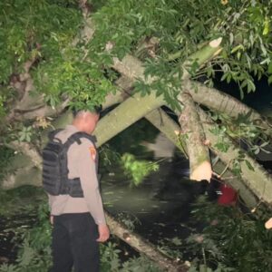 Quick Response, Pamapta Polres Bima Evakuasi Pohon Tumbang di Tanjakan Dorobelo