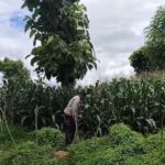 Kanit Binmas Polsek Bolo, Laksanakan Pengecekan dan Monitoring Pertumbuhan Jagung di Tiga Desa di Wilayah Hukumnya