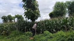 Kanit Binmas Polsek Bolo, Laksanakan Pengecekan dan Monitoring Pertumbuhan Jagung di Tiga Desa di Wilayah Hukumnya