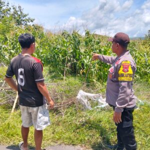 Bhabinkamtibmas Desa Dorokobo Pantau Lahan Jagung Warga, Dukung Ketahanan Pangan Menuju Indonesia Emas 2045