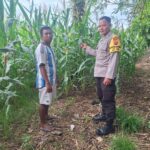 Wujudkan Ketahanan Pangan, Bhabinkamtibmas Desa Luk Beri Motivasi dan Edukasi Petani Jagung