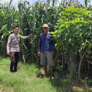 Bhabinkamtibmas Desa Songgajah Pantau Lahan Jagung Warga, Dukung Ketahanan Pangan Nasional Menuju Indonesia Emas 2045