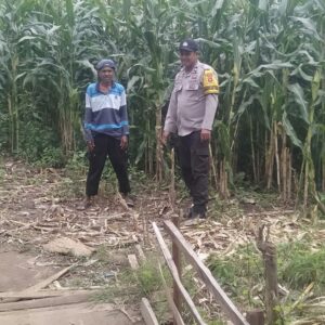 Bhabinkamtibmas Desa Saneo Pantau Lahan Jagung Warga, Dukung Ketahanan Pangan Nasional Menuju Indonesia Emas 2045