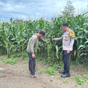 Dukung Asta Cita Ketahanan Pangan, Bhabinkamtibmas Desa Rhee Loka Sambangi Petani Jagung Hibrida