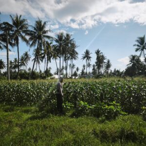 BHABINKAMTIBMAS KELURAHAN SURYAWANGI MONITORING TANAMAN JAGUNG MILIK WARGA DI LOANG SAWAK