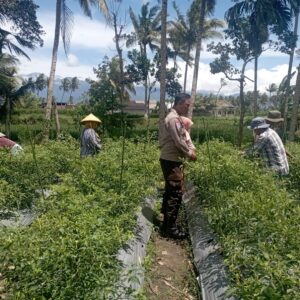Bhabinkamtibmas Desa Kesik Cek Lahan Ketahanan Pangan Bergizi di Dusun Munsok