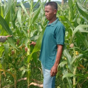 Bhabinkamtibmas Polsek Woja Pantau Lahan Jagung Kelompok Tani “WUWU DEWA”, Dukung Ketahanan Pangan Menuju Indonesia Emas 2045