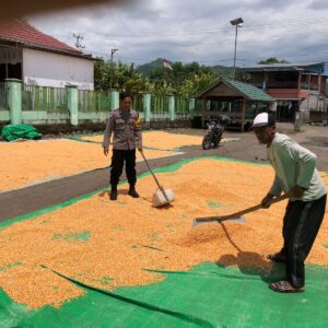 Dukung Ketahanan Pangan Nasional, Bhabinkamtibmas Desa O’o Pantau Penjemuran Jagung Warga