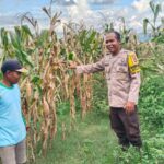 Dukung Ketahanan Pangan Nasional, Bhabinkamtibmas Desa Mumbu Pantau Lahan Jagung Warga