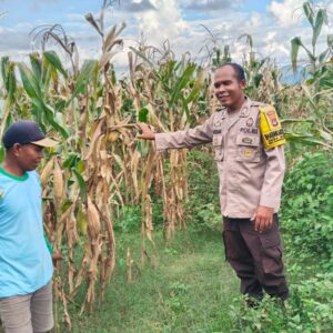 Dukung Ketahanan Pangan Nasional, Bhabinkamtibmas Desa Mumbu Pantau Lahan Jagung Warga