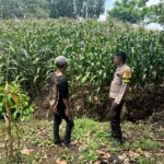 Sigap Dampingi Petani, Bhabinkamtibmas Sorinomo Pantau Jagung Siap Panen