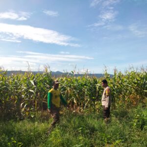 Bhabinkamtibmas Aktif Dampingi Petani, Polres Dompu Dukung Penuh Program Ketahanan Pangan Nasional