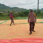 Pantau Penjemuran Jagung Warga, Polsek woja Dukung Ketahanan Pangan Menuju Indonesia Emas 2045