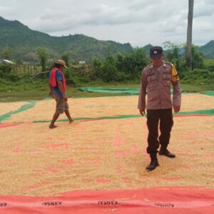 Pantau Penjemuran Jagung Warga, Polsek woja Dukung Ketahanan Pangan Menuju Indonesia Emas 2045