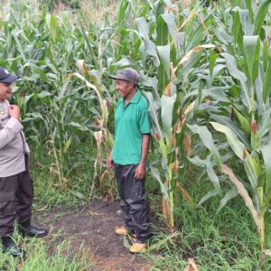 Pantau Lahan Jagung 1,5 Hektar, Polsek Kempo Perkuat Dukungan Ketahanan Pangan Menuju Indonesia Emas 2045
