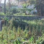 Bhabinkamtibmas Desa Karang Bongkot Turun ke Sawah, Kawal Langsung Panen dan Stok Gudang Petani