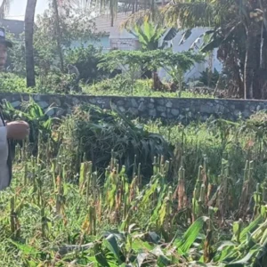 Bhabinkamtibmas Desa Karang Bongkot Turun ke Sawah, Kawal Langsung Panen dan Stok Gudang Petani