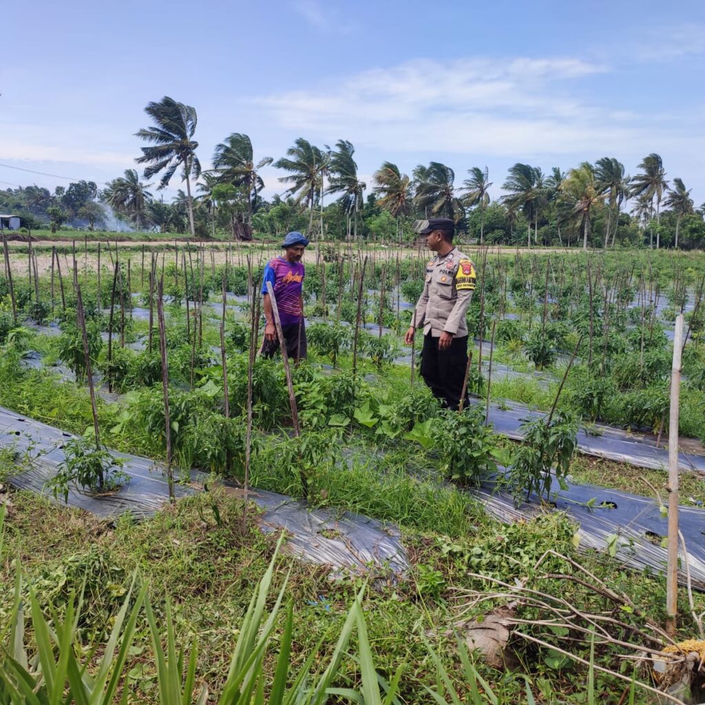 Bhabinkamtibmas Lendang Nangka Cek Lahan Cabai Milik Warga, Dukung Ketahanan Pangan