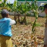 Langkah Nyata Polsek Labuapi Perkuat Ketahanan Pangan: Ajak Warga Sulap Pekarangan Jadi Kebun Produktif