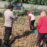 Sentuhan Humanis Polri di Sawah Desa Karang Bongkot, Pastikan Petani Tak Berjuang Sendirian!