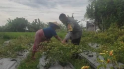 Aksi Bhabinkamtibmas Desa Kuranji Dalang Dampingi Petani NTB
